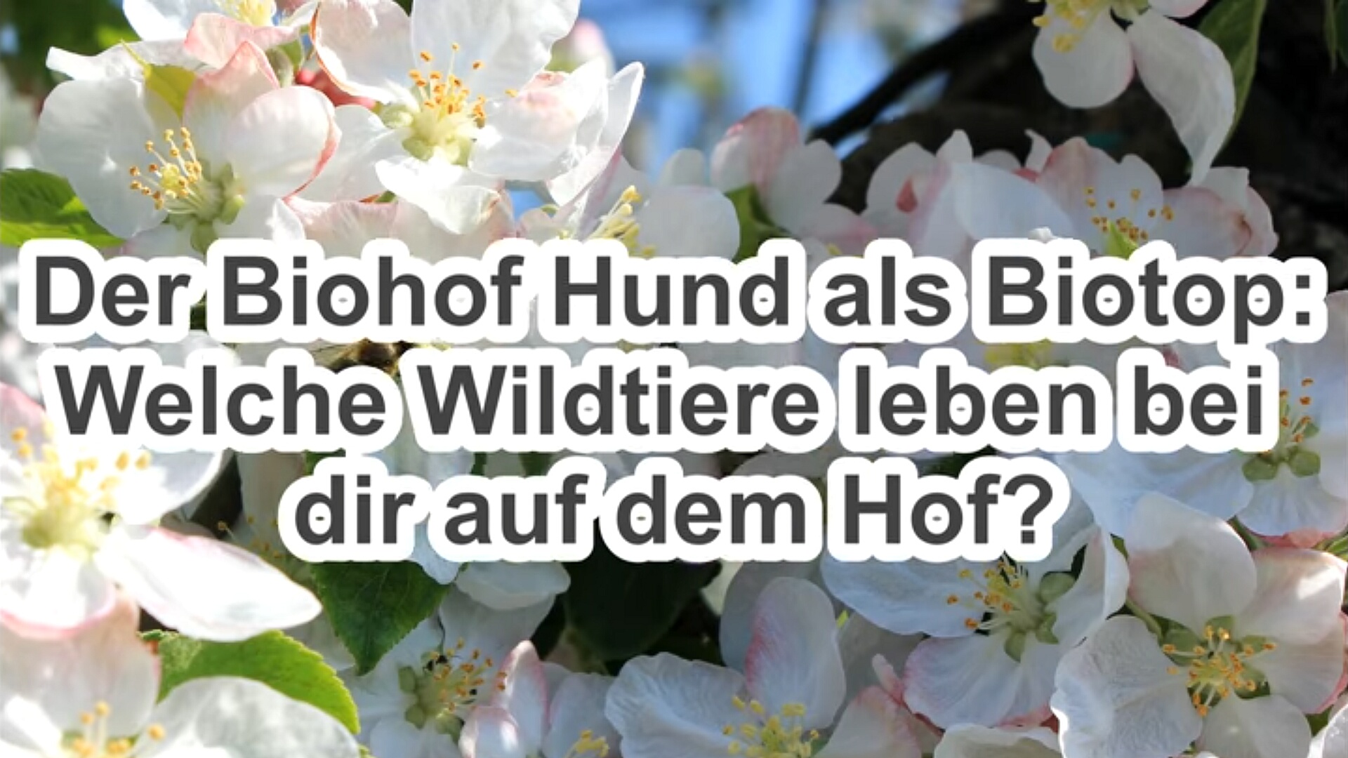 Der Bauernhof als Biotop - Welche Wildtiere leben auf dem Biohof Hund?